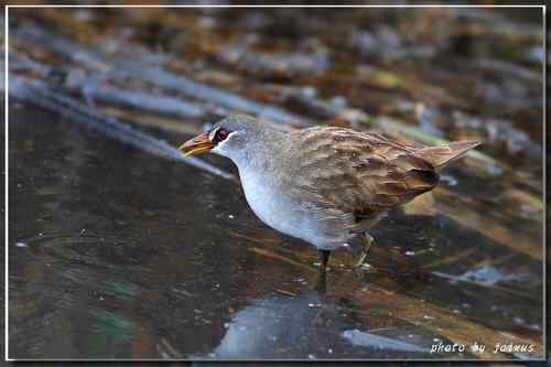 等了二十年 白眉田鸡