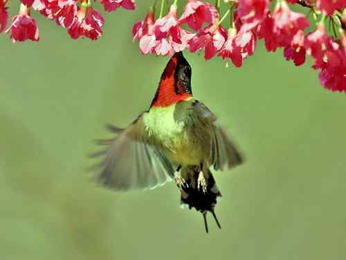 悬停太阳鸟与樱花