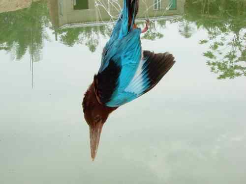 白胸翡翠：面对人类，哪里才是我的天空！？