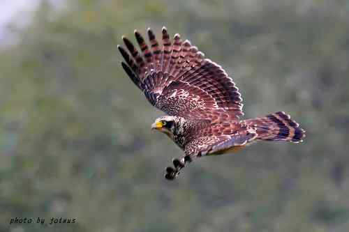 飛行及展翅之美