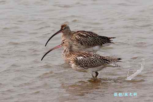 长喙英姿  各种杓鹬
