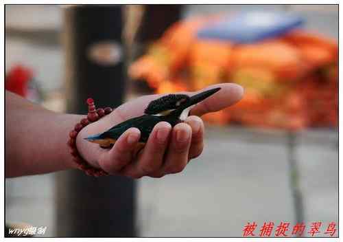 济南鸟人抢救小翠