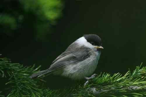 原画幅野生鸟类摄影俱乐部【精美组图】