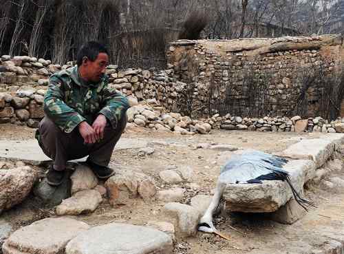 一只逝去的苍鹭