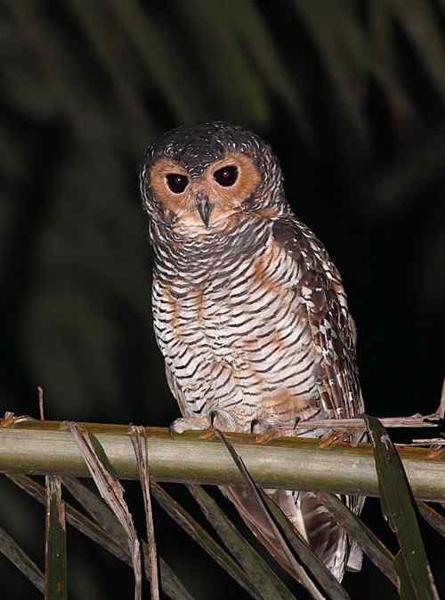 来自马来西亚的点斑林枭