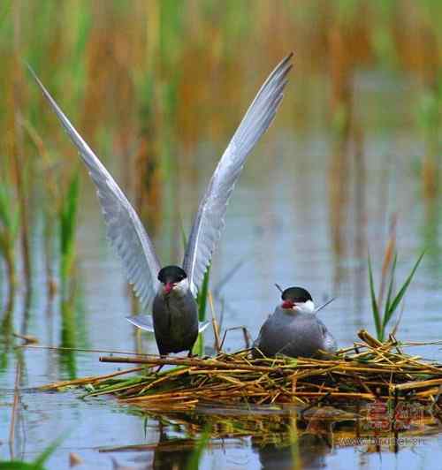 鸟类介绍--- 须浮鸥