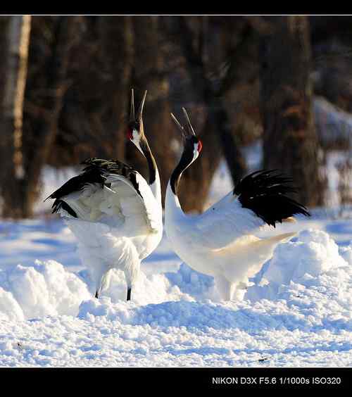 鹤鸣雪原日本札幌丹顶鹤