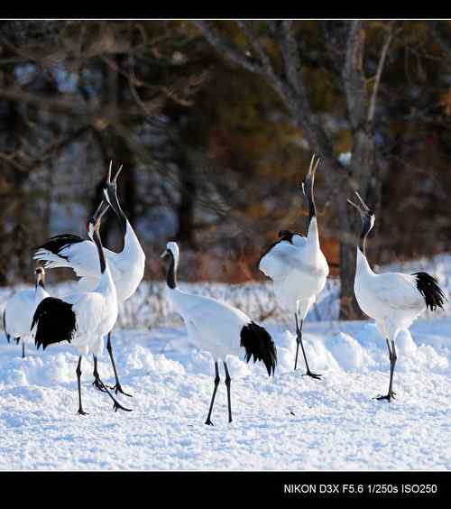 鹤鸣雪原日本札幌丹顶鹤