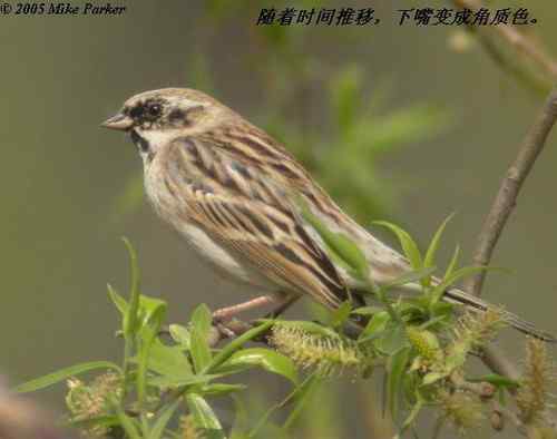 几种鹀的识别：芦鹀、苇鹀、红颈苇鹀