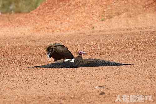 趴着的头巾兀鹫