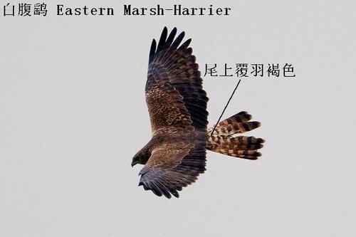 鹞的识别（归纳总结）