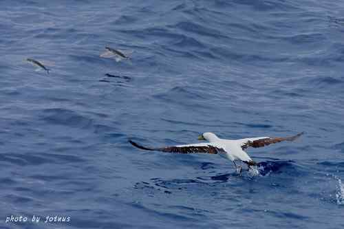 飛行及展翅之美