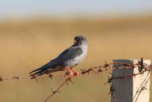 阿穆尔隼偏爱水泥桩