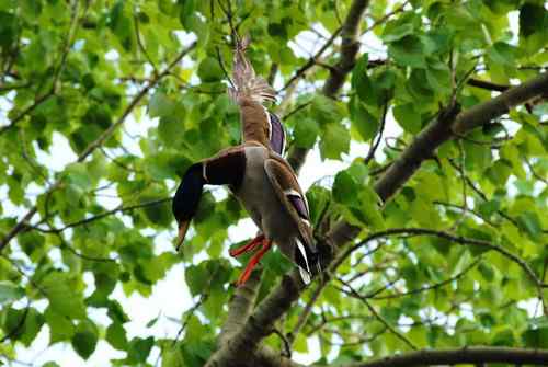 颐和园鸟人：绿头鸭蒙难获救记