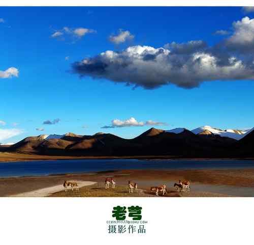 可可西里藏野驴