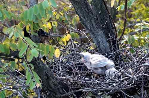 艰难生存的黑翅鸢