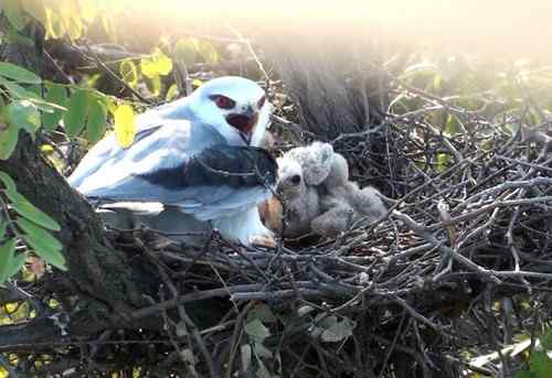 艰难生存的黑翅鸢