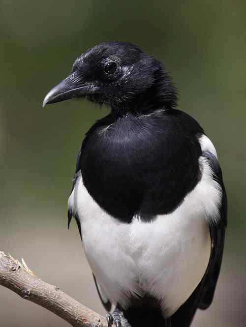 影响拍鸟的两害:喜鹊和流浪猫