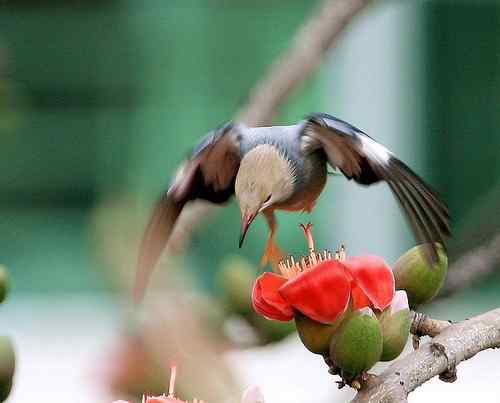 身残志坚的鸟坚强