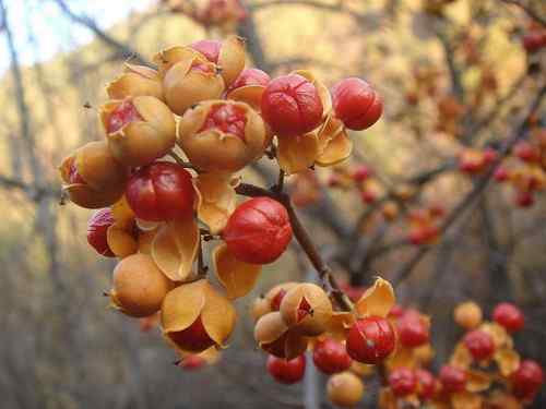 看看我长白山里的“宝贝”