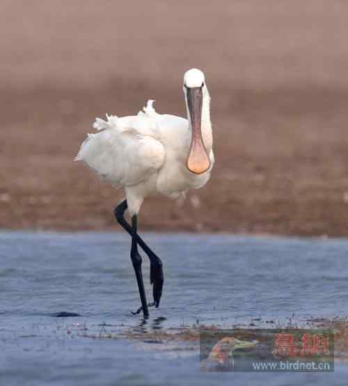 国家二级保护动物  秋季白琵鹭