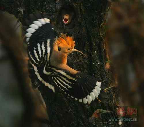 生命的希冀-林中的戴胜