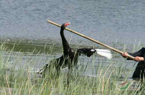 圆明园黑天鹅与工作人员展开搏斗