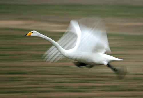 《慢门天鹅专集》慢门裸浴和慢门风光