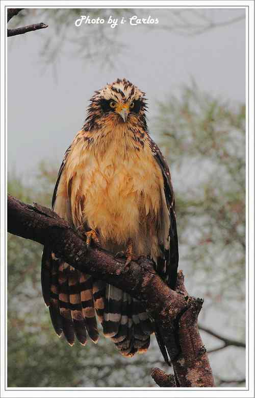 蛇雕 大冠鹫【组图】