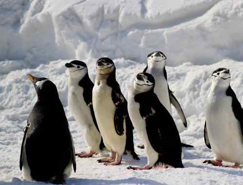 北京玉渊潭公园的企鹅