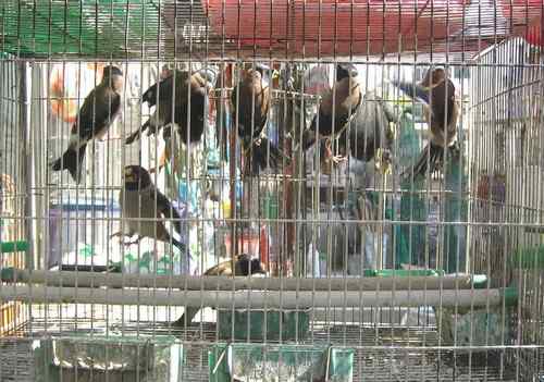 这些年干的这些(护鸟爱鸟)事 这些年干的这些(护鸟爱鸟)事