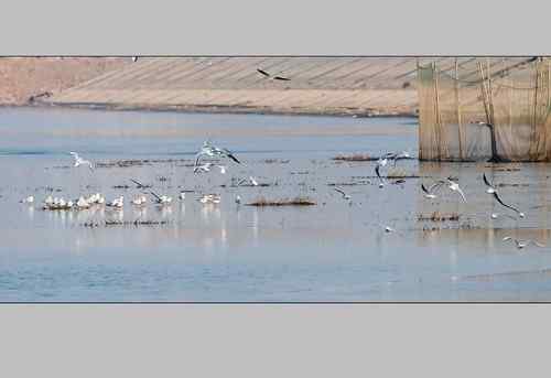 南京七里河 鸟类图片