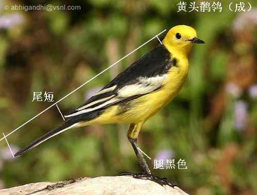 几种鹡鸰的辨别