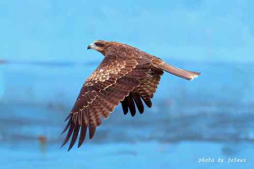 飛行及展翅之美