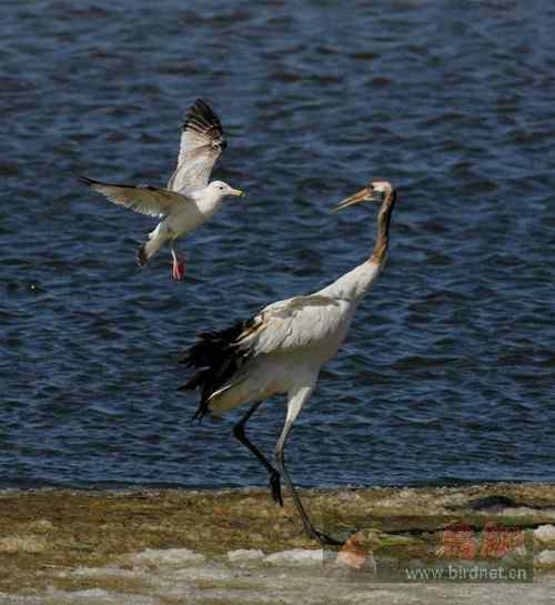戏看丹项鹤 戏看丹项鹤