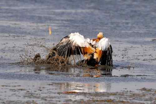水下暗藏杀机：赤麻鸭被夹住