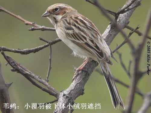 几种鹀的识别：芦鹀、苇鹀、红颈苇鹀