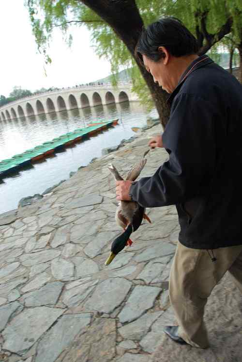 颐和园鸟人：绿头鸭蒙难获救记