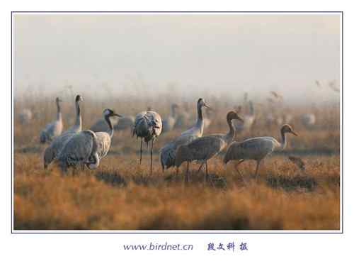 冬天里的灰鹤 清亮持久的叫声