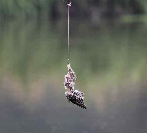 农民捕鸟 令人很伤心的事情