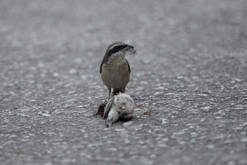 红尾伯劳 捕雀记