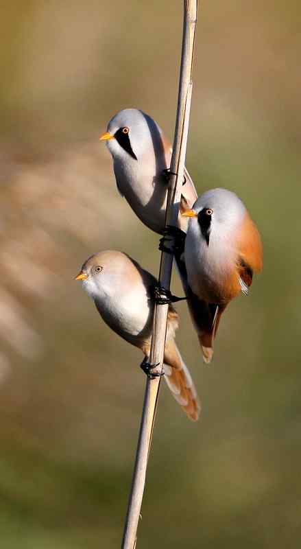 久久心仪的文须雀（续）