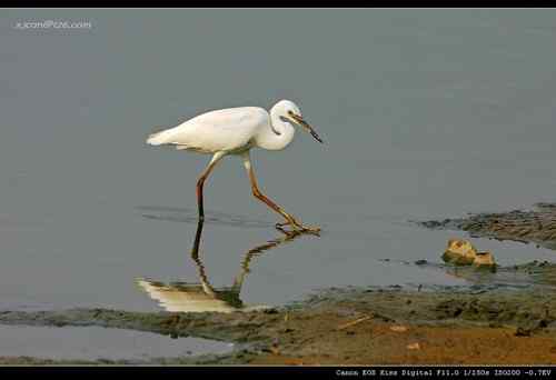 让人担忧的鹭鸟生存环境