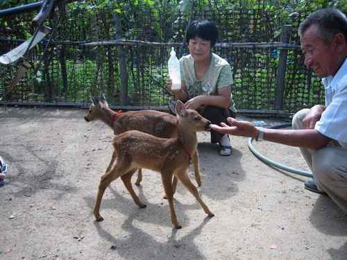 这些年干的这些(护鸟爱鸟)事 这些年干的这些(护鸟爱鸟)事