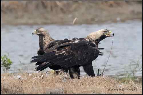 白肩鵰說…今日反嘴造早飯!!