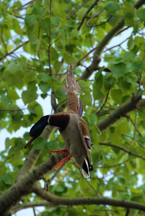 颐和园鸟人：绿头鸭蒙难获救记
