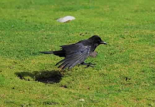 几种乌鸦的辨认——大嘴乌鸦、小嘴乌鸦、渡鸦