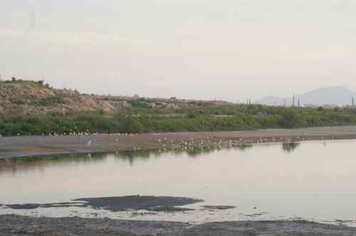 呼吁：珍惜深圳另一个“红树林”