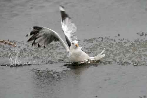 这是他杀？还是自杀？