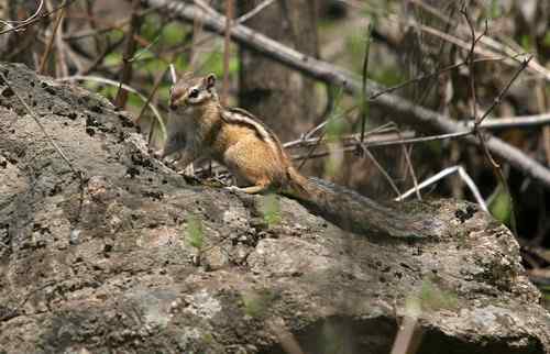 看看我长白山里的“宝贝”